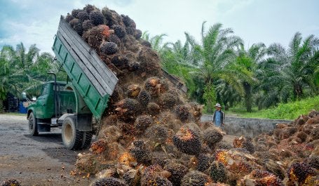 caminhão despeja carga de palma