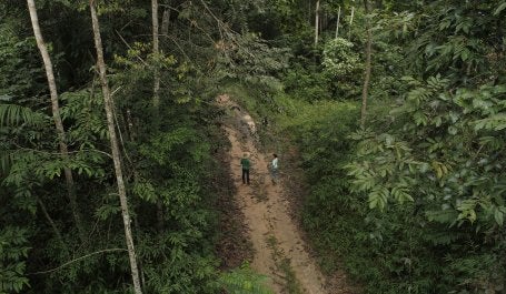 Diversas espécies próximas ao projeto Poço de Carbono Florestal, desenvolvido pela ONF Brasil.