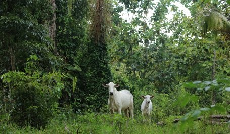Região de Cotriguaçu/MT.