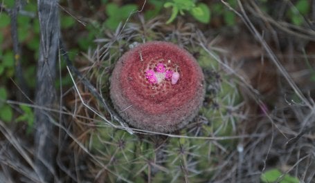 Vegetação da Caatinga