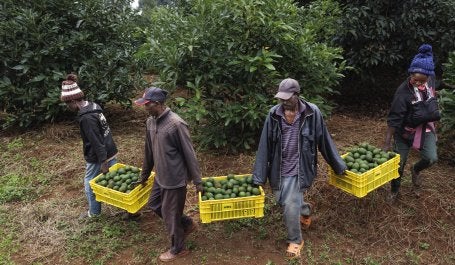agricultores carrega colheita de avocados no quênia
