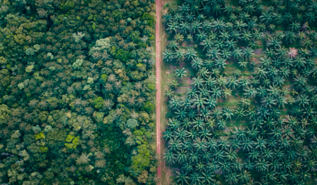 Imagem de drone mostra floresta de um lado, moncultura de outro