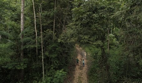 Pessoas andando na mata