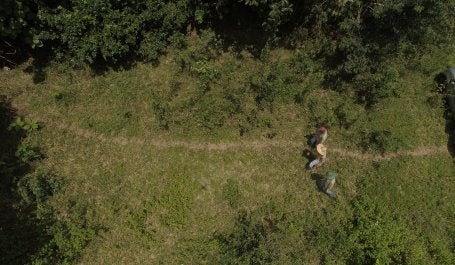 Imagem da Floresta vista de cima 