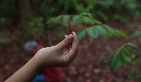 Área do professor da Escola do Campo de Afogados da Ingazeira, Adelmo dos Santos, onde são cultivadas mudas de espécies nativas da Caatinga