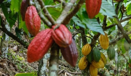 cacau agroflorestal