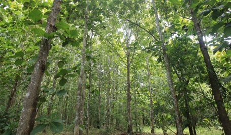 Área de restauração no Mato Grosso