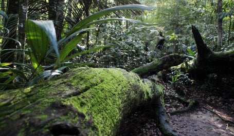 Cotidiano cidade de Manaus/AM. Fotos tiradas no MUSA - Museu da Amazônia   