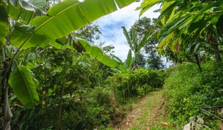 Floresta no bioma Mata Atlântica no Sul da Bahia com palmeiras, arbustos e outras árvores.