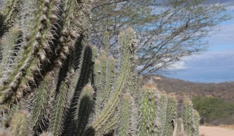 Imagem da vegetação na Caatinga. Foto: Claudio Soares 