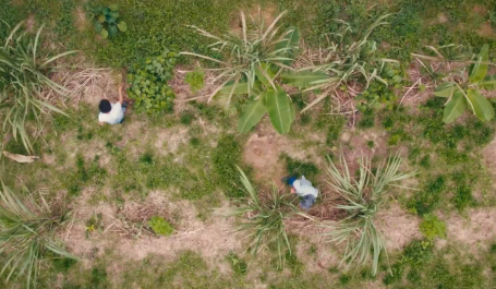 Imagem aérea de agrofloresta na Amazônia