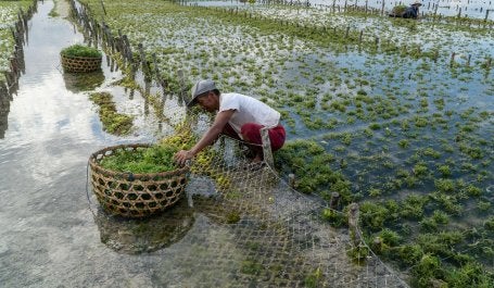 homem trabalha em restauração de ecossistema