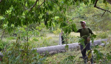 Homem de boné e roupas cumpridas tocando o galho de uma árvore em uma floresta