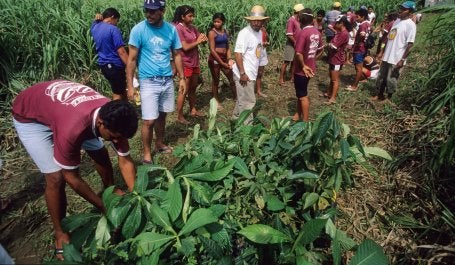 Grupo faz mutirão para plantio de mudas para restauração