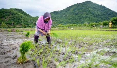 mulher em plantação de arroz 