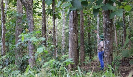 Regeneração natural assistida 