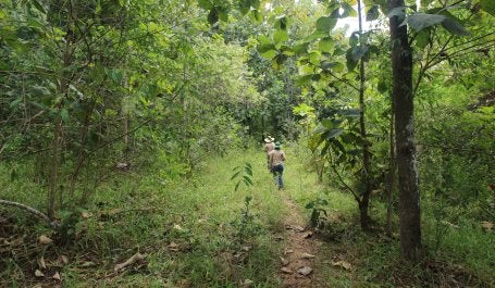  áreas de regeneração natural assistida