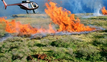 incêndio florestas