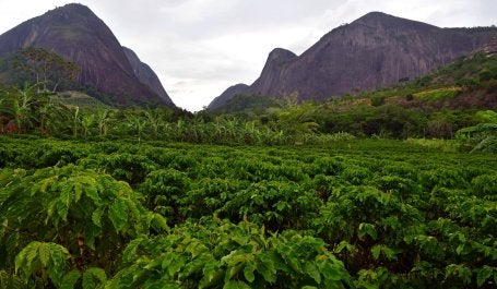 Plantação de café