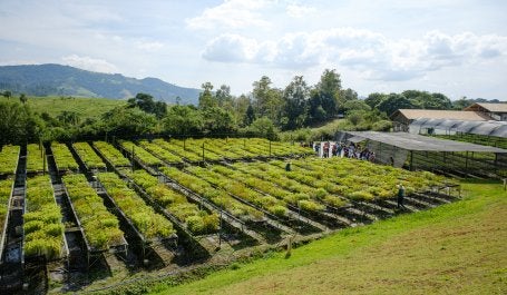 Imagem de plantação 