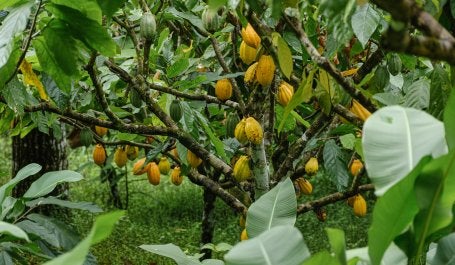 Plantação de cacau