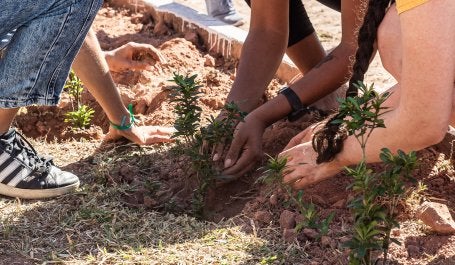 Foto mostra pessoas plantando mudas