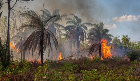 amazon-forest-fire.jpg