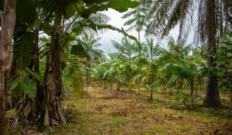 Área de RNA implementada no Assentamento Abril Vermelho