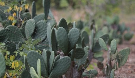 Imagem de cactos característicos do bioma da Caatinga, em Itapetim PE