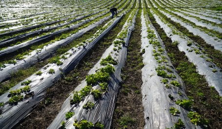 Cultivos em campos agrícolas destacando o manejo de biochar / Imagem: Cemil Gokmen/pexels
