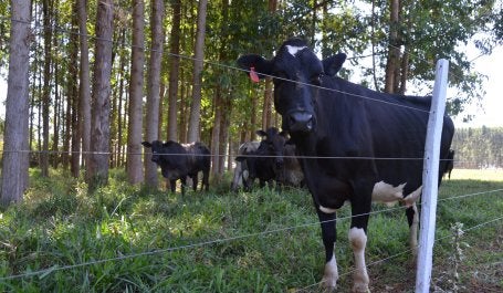 A integração de lavoura, pecuária e floresta é uma das maneiras de produzir carne de baixo carbono (foto: Gustavo Porpino/Embrapa)