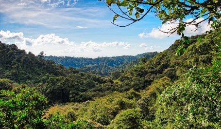 Florestas são fundamentais para "soluções climáticas naturais". (Foto: Richard Cassan/Flickr)