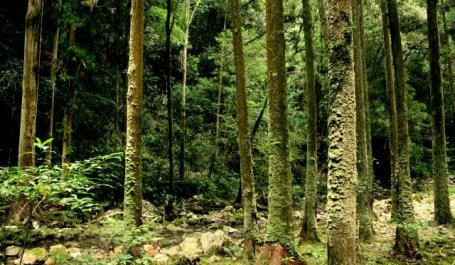 Florestas são vitais para o combate às mudanças climáticas (Foto: Kohei314/Flickr)