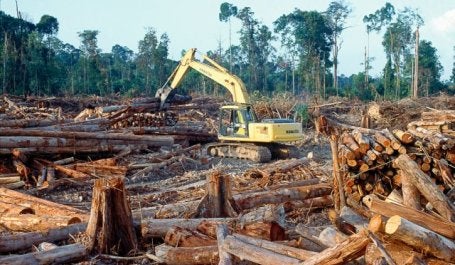 Desmatamento de floresta tropical. Foto: Rainforest Action Network/Flickr