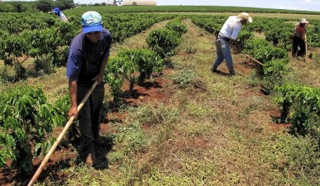 Agricultura Otávio Nogueira.jpg