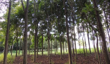 Área de restauração florestal (foto: WRI Brasil)