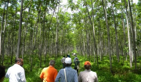 Pesquisadores visitam uma floresta plantada no Pará (Foto: WRI Brasil)