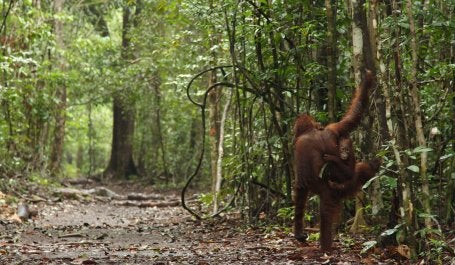 Forests James Anderson Indonesia.jpg