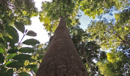 Plantio de mogno amazônico, uma das espécies de árvores que foram considerados no Projeto VERENA (Foto: Claudio Pontes)