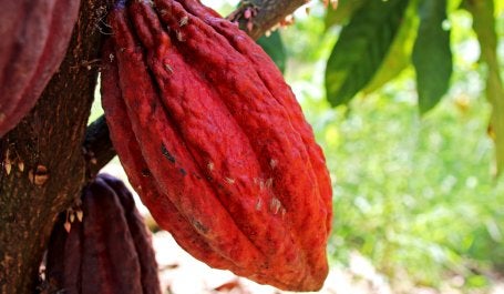 Produção de cacau em agrofloresta no Peru (Foto: Iniciativa 20x20)
