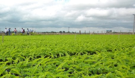 Viveiro de árvores nativas na Amazônia