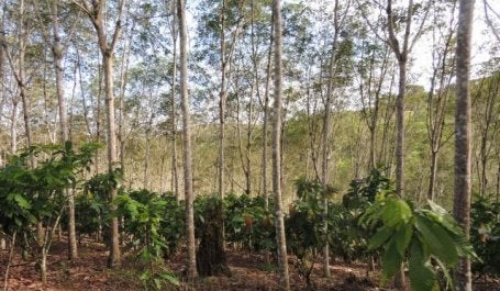Sistema Agroflorestal com cacau e seringueiras é uma forma de tornar a agricultura sustentável (Foto: AgroItubera)