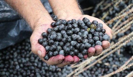 Açaí e bioeconomia na Amazônia