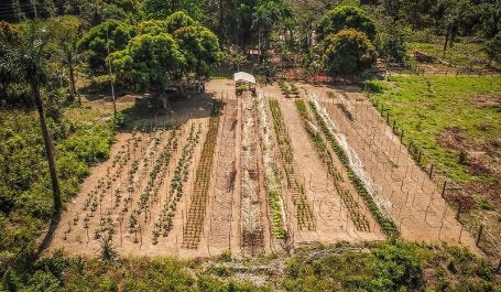 Agrofloresta SAF na Amazônia