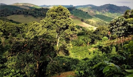 agricultura familiar MG plantar floresta agrofloresta