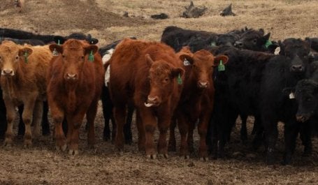 A carne bovina compreende uma parcela significativa das emissões agrícolas.