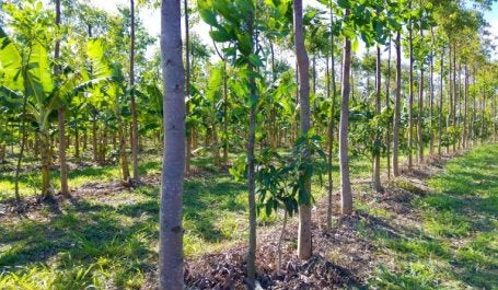 Agrofloresta com frutas e verduras
