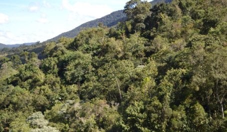 Restauração florestal no Vale do Paraíba, em São Paulo