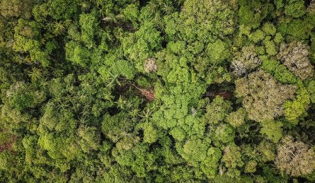Levantamento aponta que existem 3 trilhões de árvores no mundo (Foto: Preta Terra) 