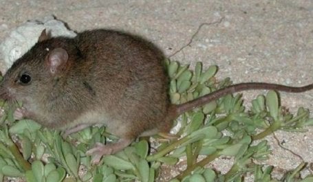 Melomys rubicola: o primeiro mamífero extinto pelas mudanças climáticas (Foto: Ian Bell/EHP, State of Queensland)